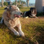 Portada para "Live Forever"