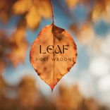 Artwork for "Leaf"