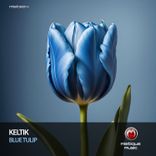 Blue Tulip