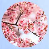 Artwork for "Wildstyle"