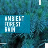 Artwork voor "Ambient Forest Rain"
