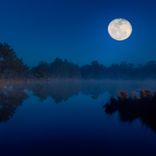 Owls and Crickets Sounds at Night Pt.4