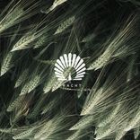 Artwork for "Packard (Mihai Popoviciu Remix)"