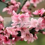 Artwork für "Someone Like Her (Spiros Hamza Remix)"