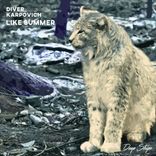 Artwork voor "Like Summer"