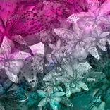 Artwork voor "Okoubaka"