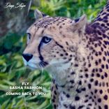 Artwork voor "Coming Back To You"