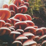 Life Is Too Short Steve