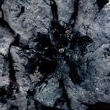 Artwork for "The Consciousness Of Plants"