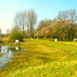 Portada para "Bliss"