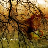 Artwork für "Blosooming"