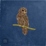 Artwork for "Owl Life"