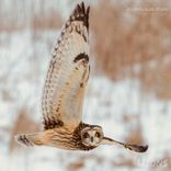 Artwork für "Momentum"