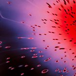 Artwork voor "XXX LP"