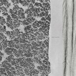 Related To The Brain Size