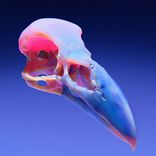 Artwork for "Lavender"