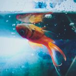 Portada para "I'll Miss You For Your Best"