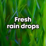 Portada para "Fresh Rain Drops"