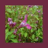 Artwork for "Proxy Feelings EP"