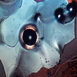 Artwork voor "Rottie Bites"