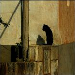 Cat Shadow
