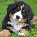 Portada para "Dog Barking"