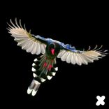 DakhaBrakah - Zainka