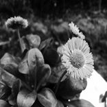 Artwork for "Hopo EP"