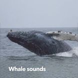 Artwork voor "Whale Sounds"