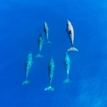 528 Hz Sounds of Dolphins and Whales Pt.8