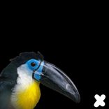 Portada para "Love Doctor"