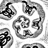 I Will Wander with You and Ascend to My Solitude II