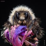 Artwork for "Ominis"