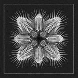 Artwork voor "Papaia"