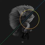 Artwork for "Black Fish"