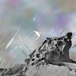 Artwork for "Higher Ground"