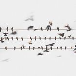 Artwork voor "Infern"