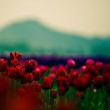 Portada para "Out Of My Fckng Mind"