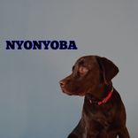 Artwork for "Nyonyoba"