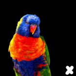 Portada para "Kaleidoscope"