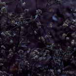 Artwork for "Wales / Enigma"