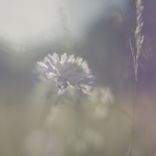 Artwork for "tell me"