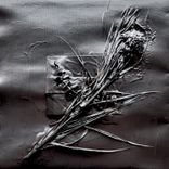 Portada para "Various Grooves V"