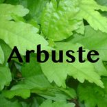 Artwork voor "Arbuste"