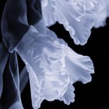 Artwork für "Riders On The Storm"