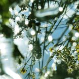 Artwork für "Bird Tool"