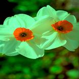 Portada para "Ook Goeiemorgen"