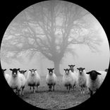 Artwork for "Delusion 17"