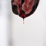 Artwork for "Jerusalem"