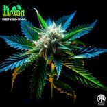 Artwork for "Sensimina"